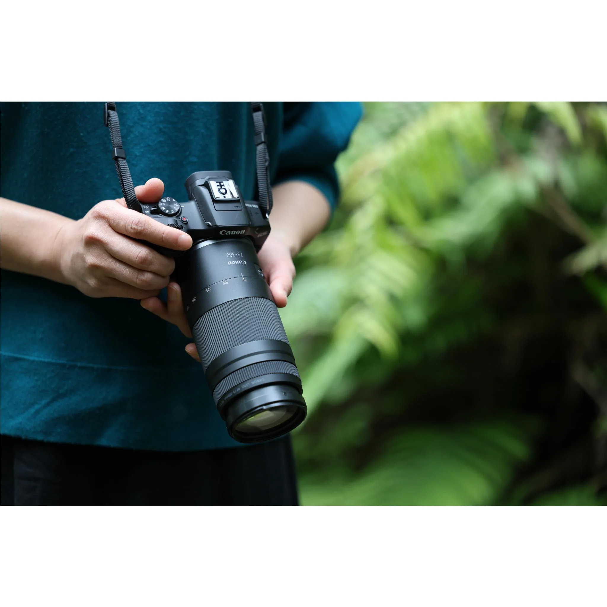 Canon RF 75-300mm f/4-5.6 Lens - Image 2