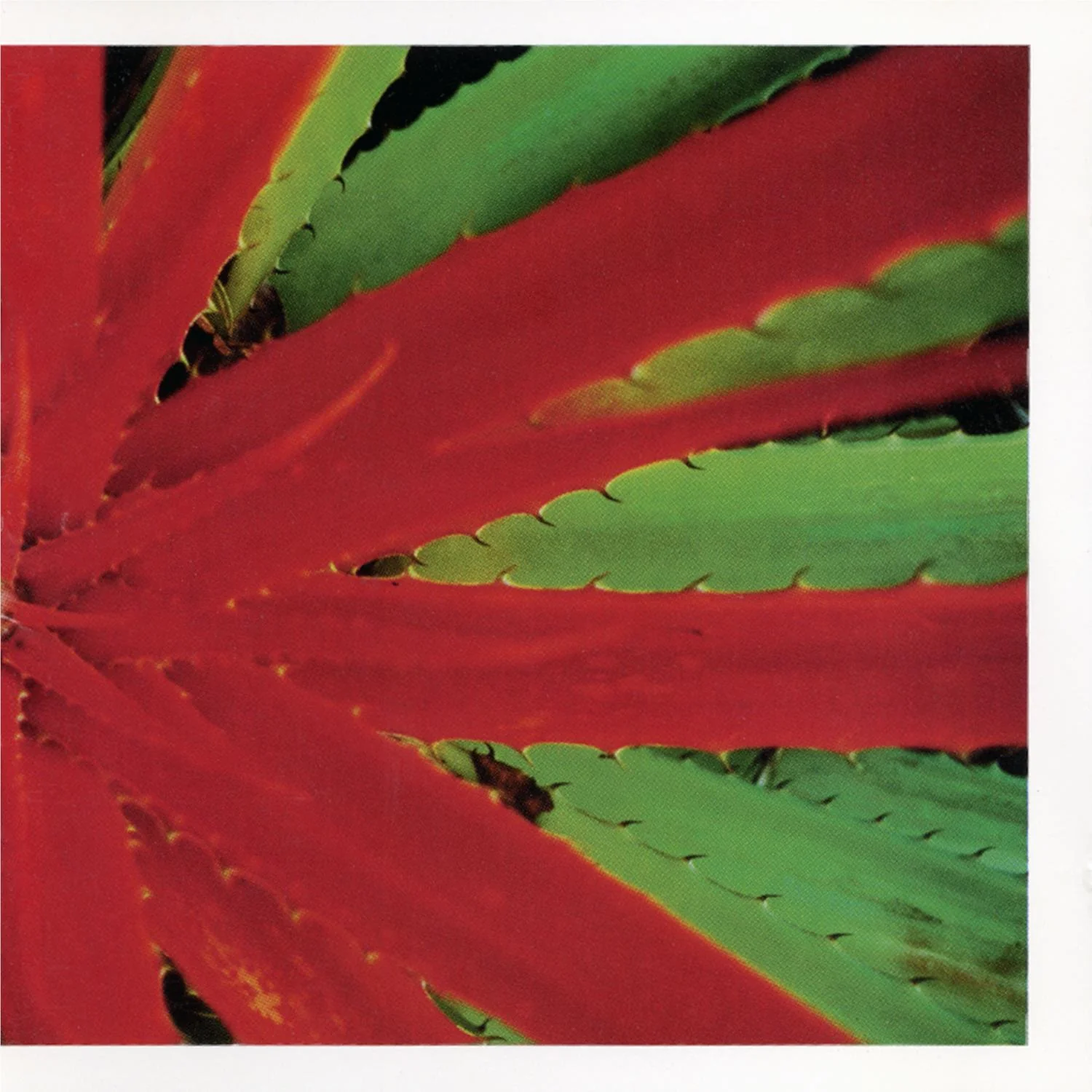 This Afternoons Malady (vinyl) - Image 2