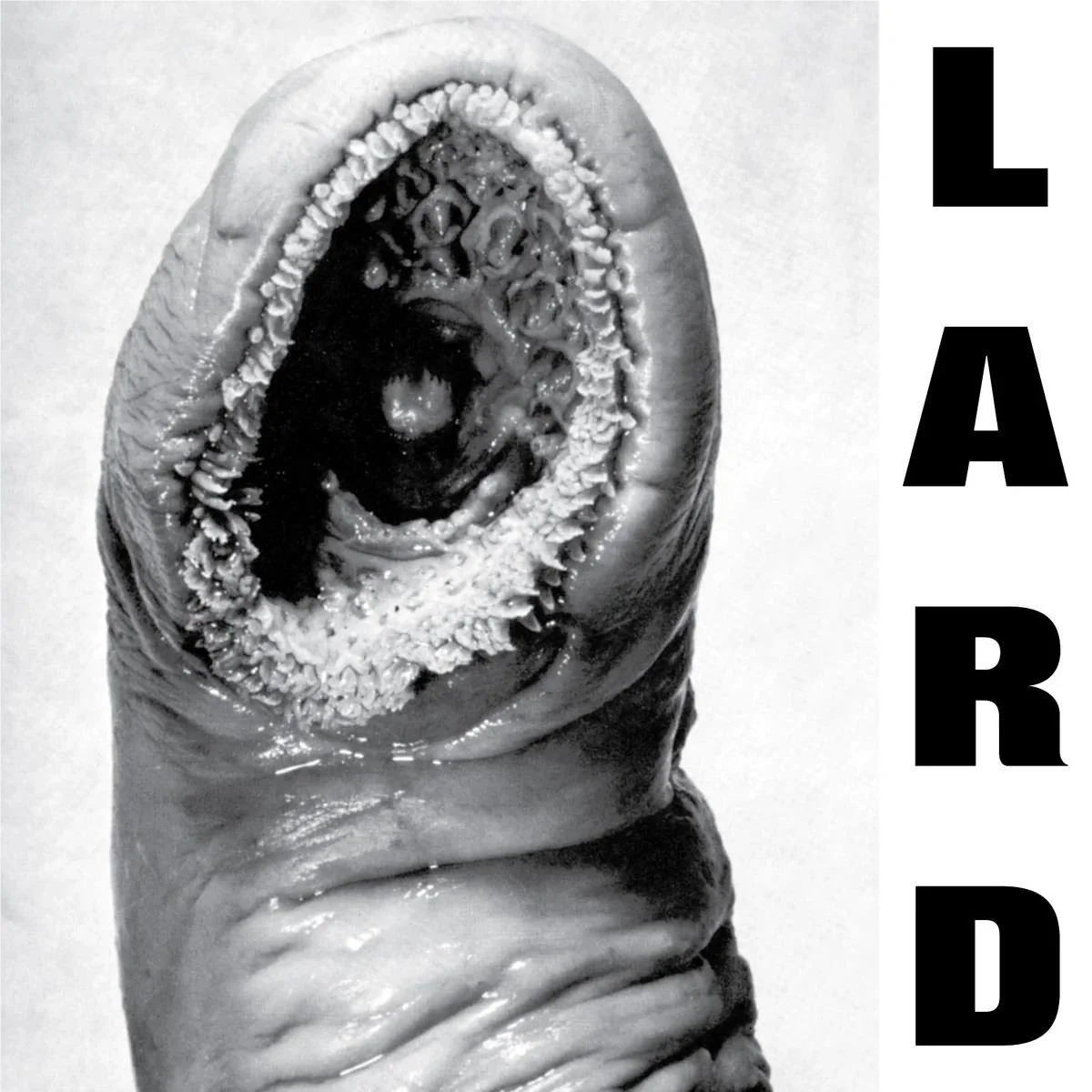 The Power Of Lard (Vinyl) - Image 2
