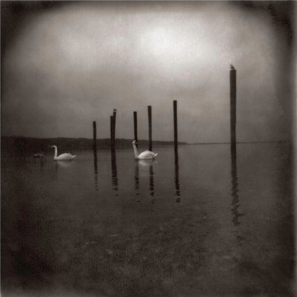 Conference of the Birds (2026 Reissue) (Vinyl) - Image 2